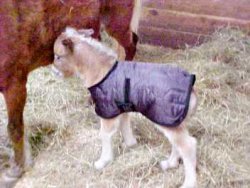 18" blanket pictured on a 18 3/4" foal. 