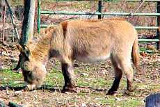 Scootch, miniature donkey gelding for sale